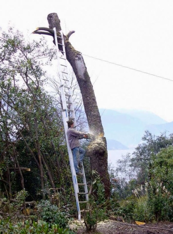 Tree Removal Logistics